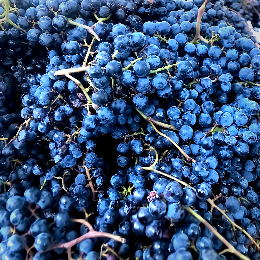 Caberent Sauvignon 2023