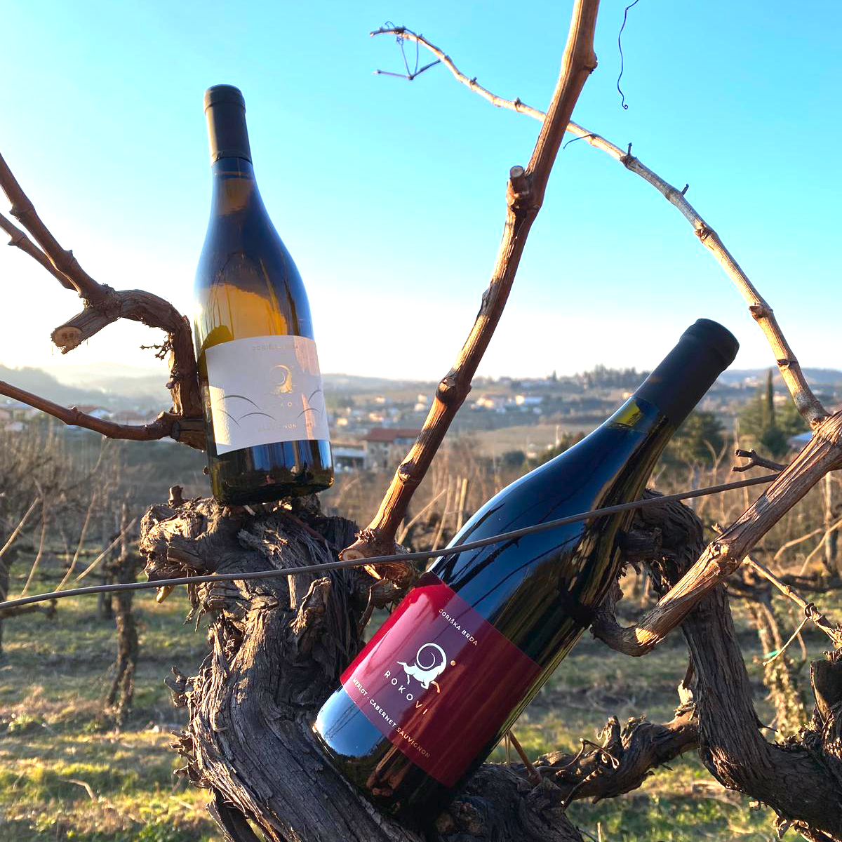 Degustacijski paket vin