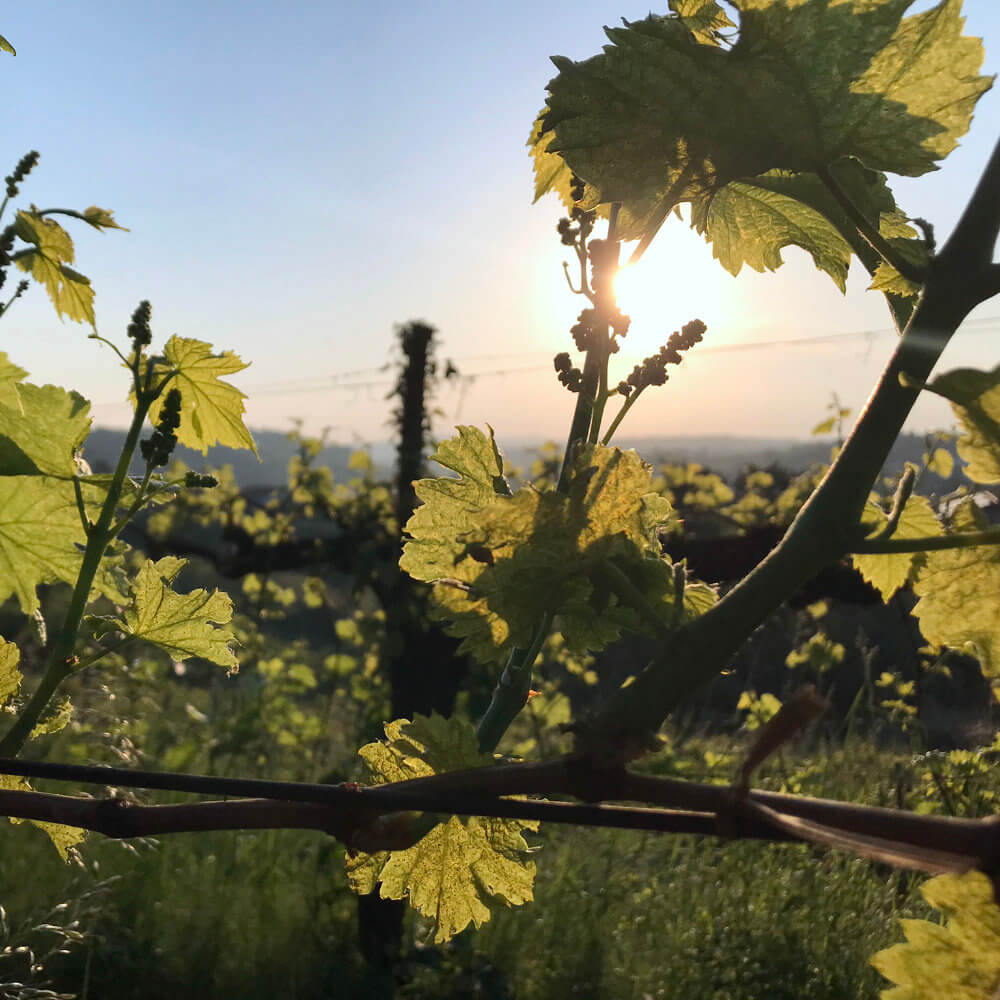 Malvasia Orange 2022